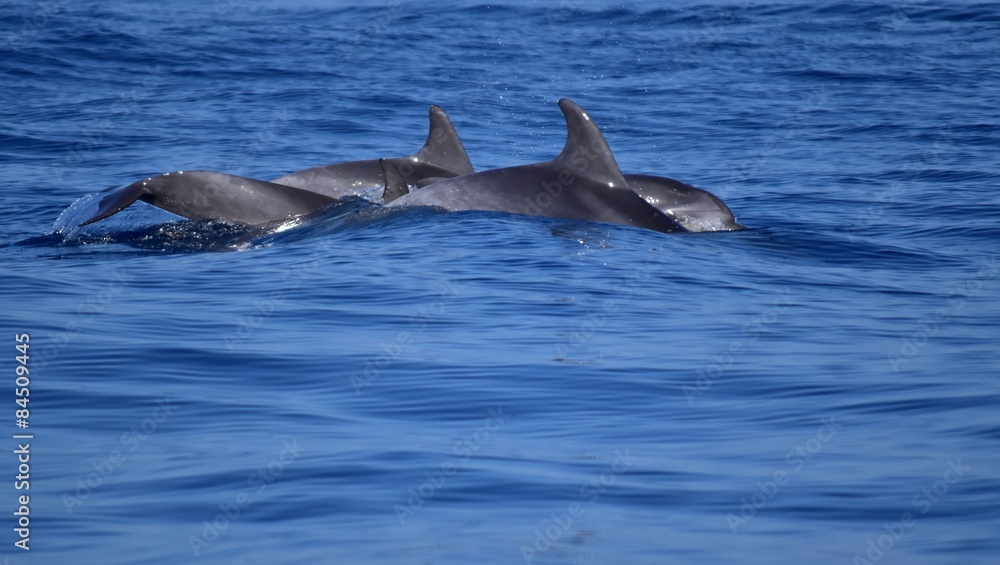 Fototapeta premium delfini