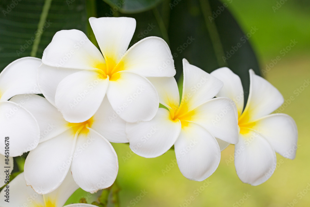 Plumeria or Paper flower on tree plant Plumeria or Paper flower on tree plant