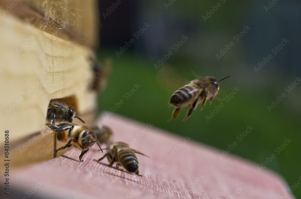 Honigbiene - obrazy, fototapety, plakaty 