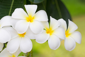 Keuken achterwand Frangipani Frangipani bloesem aan tropische boom  © jayzynism