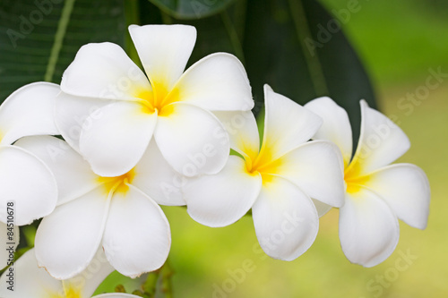 Fototapeta Naklejka Na Ścianę i Meble -  Plumeria or Paper flower on tree plant