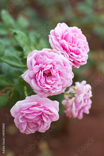 Rose flowers in the garden.