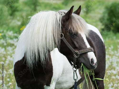 Fototapeta Naklejka Na Ścianę i Meble -  beautiful horse grazing in the meadow