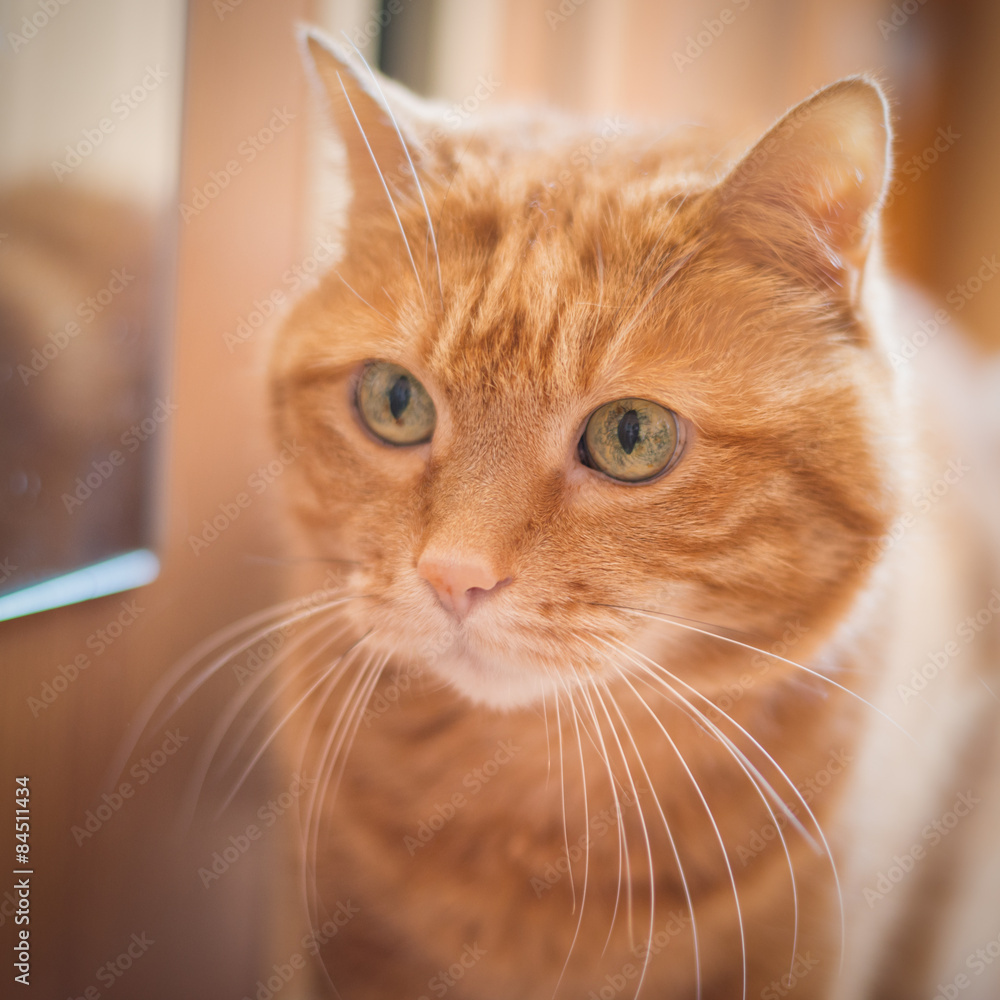 Lovely red cat looking into the camera. Soft focus on eyes.