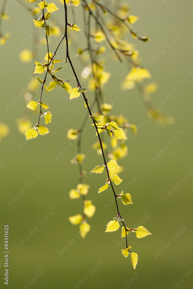 Fresh birch leaves in springtime Fresh birch leaves in springtime