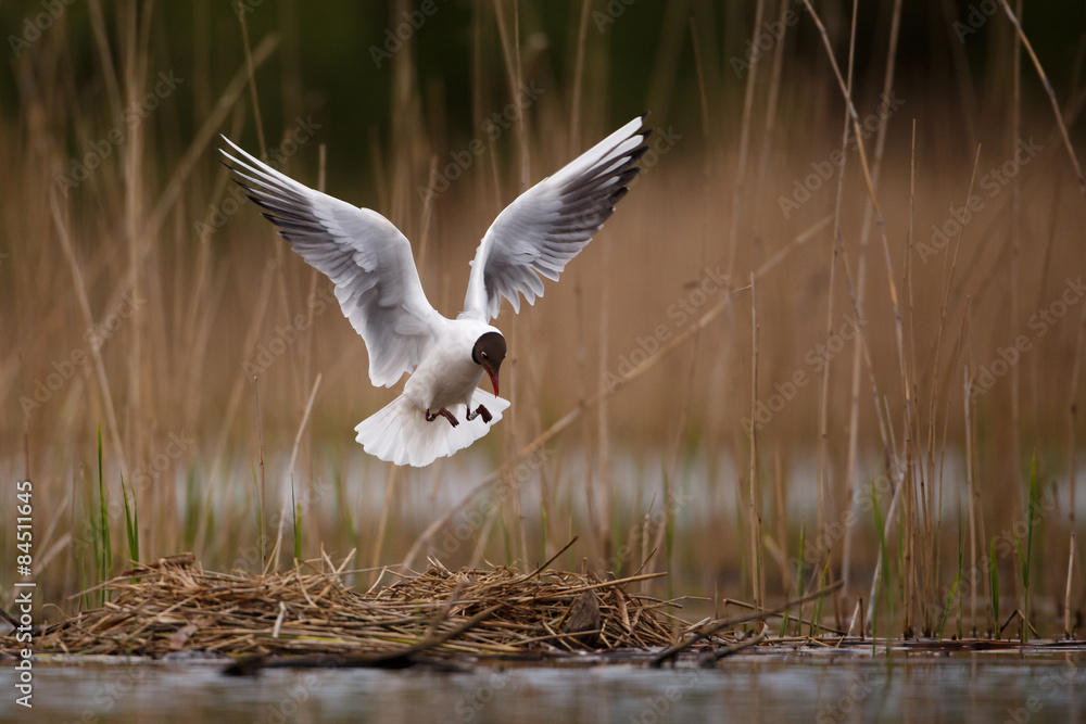 Obraz premium Black headed gull landing onto nest