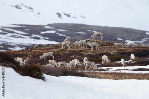 Caribous eating in Dovrjefell mountains in Norway photo