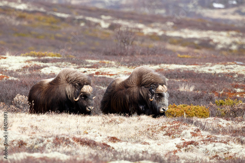 Musk oxes on Dovrjefell mountains