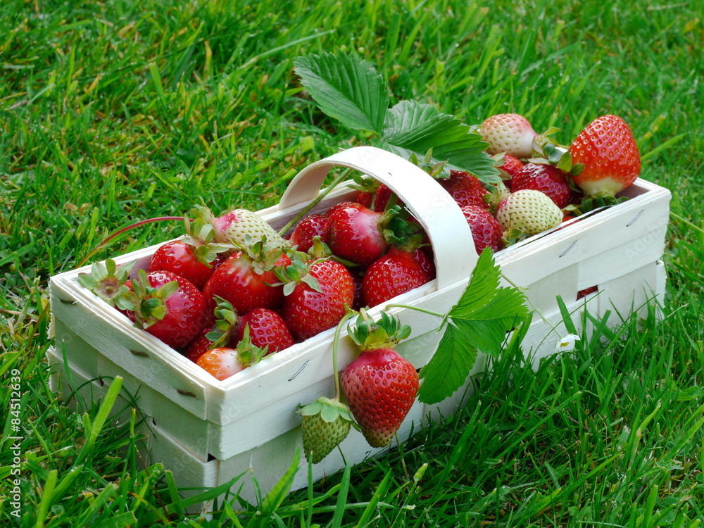 Erdbeeren Erdbeeren