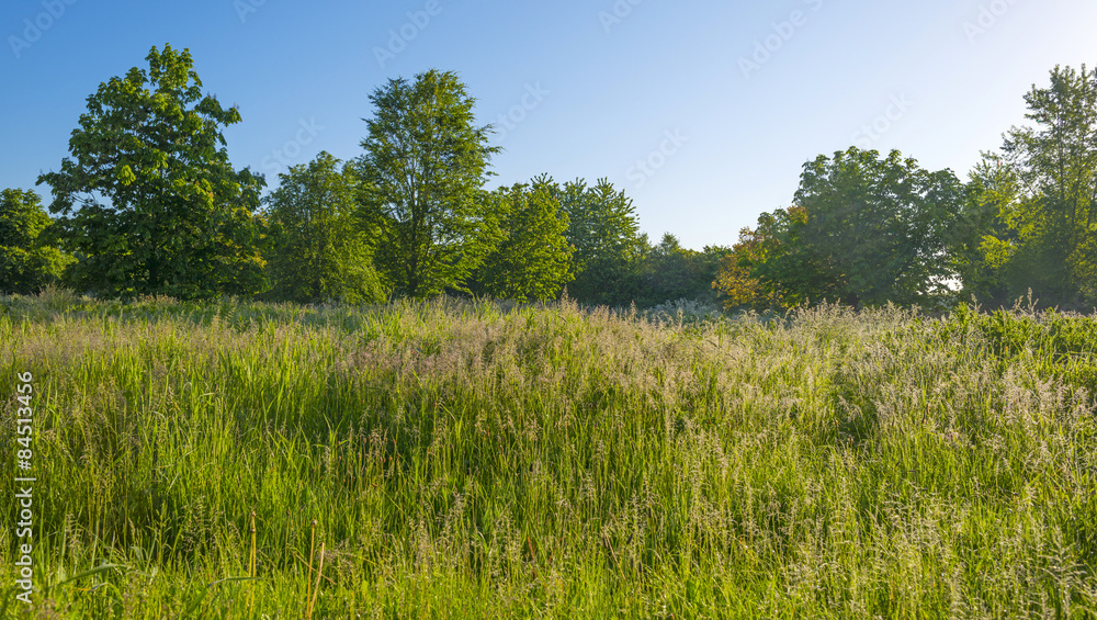Field with trees and dewy grass at dawn in spring Field with trees and dewy grass at dawn in spring