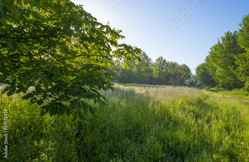 Field with trees and dewy grass at dawn in spring © Naj