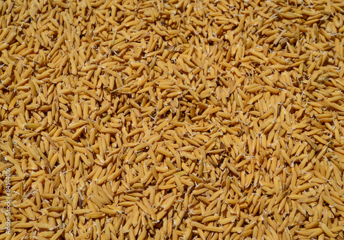 rice seed shells