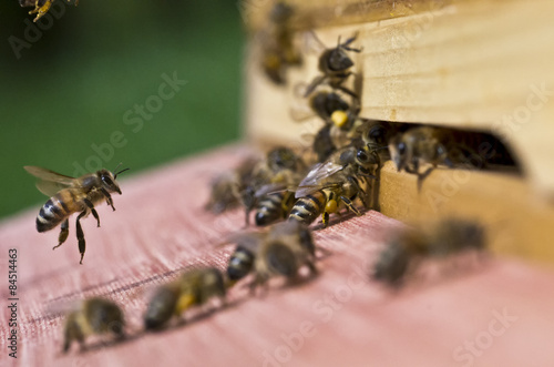 Honigbiene © Olaf Radcke