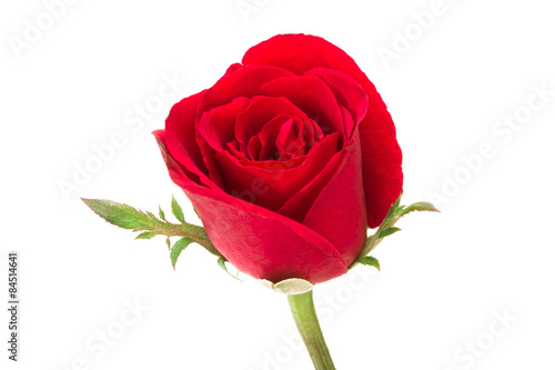 Fototapeta Naklejka Na Ścianę i Meble -  red rose flower on white background