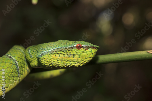 Borneo Pit Viper snake, green snake in tree