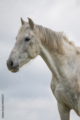 View of a white horse on top of a small hill in the countryside. © Mauro Rodrigues