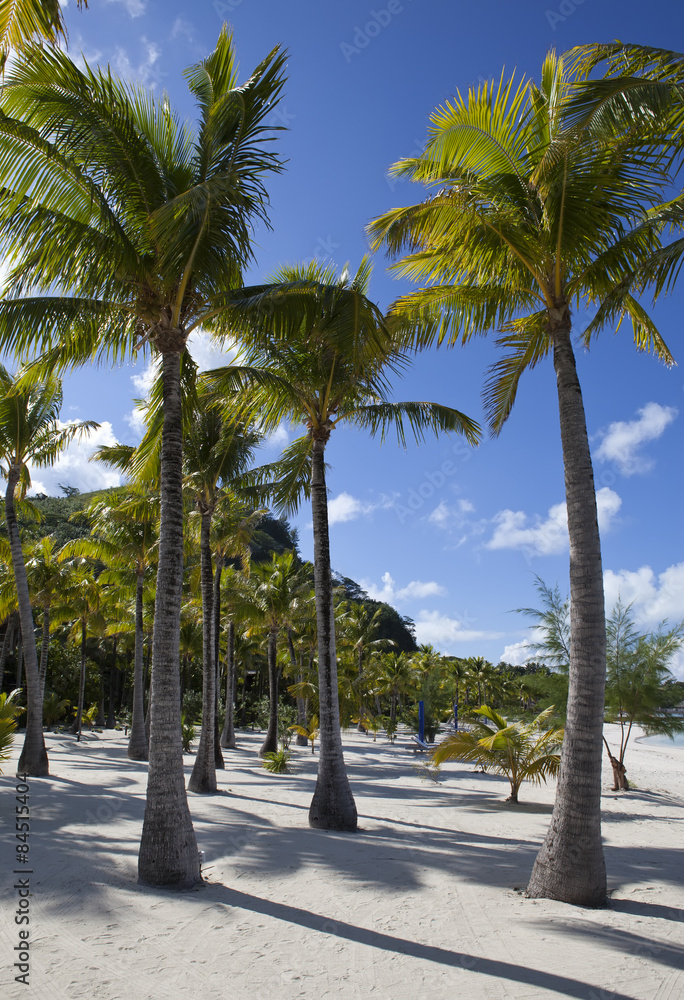 Fototapeta premium Sandy beach and palm trees