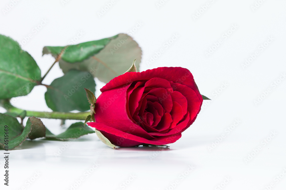 red rose flower on white background red rose flower on white background
