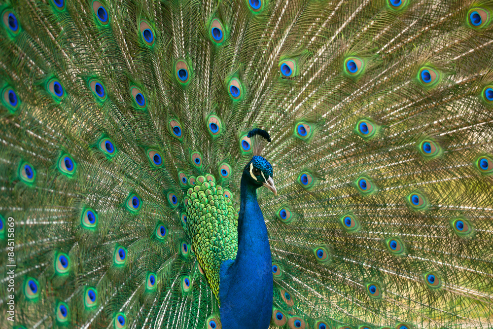 Obraz premium Portrait of Peacock with Feathers Out