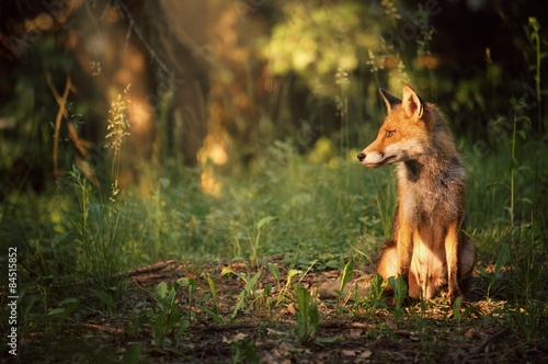 Εκτύπωση καμβά Fox on the summer forest