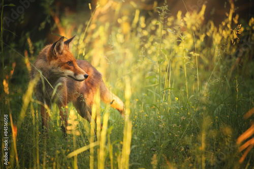 Εκτύπωση καμβά Fox on the summer forest