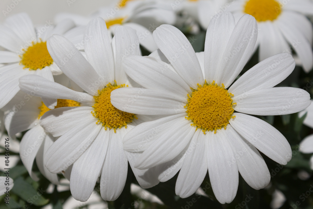 Fototapeta premium daisy flowers - spring blossom