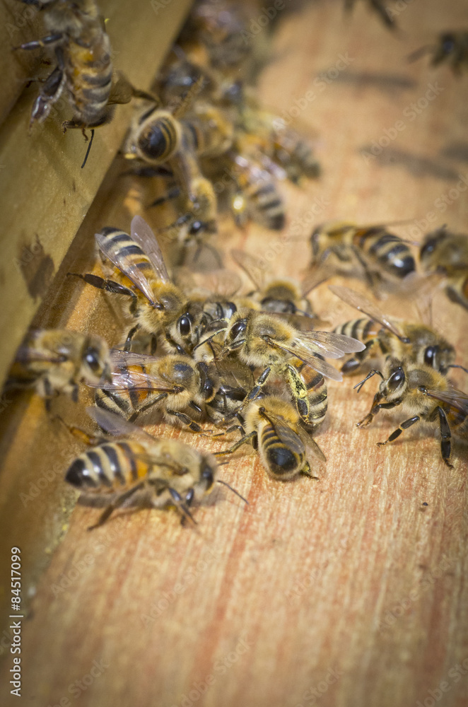 Bienen bei der Arbeit Bienen bei der Arbeit