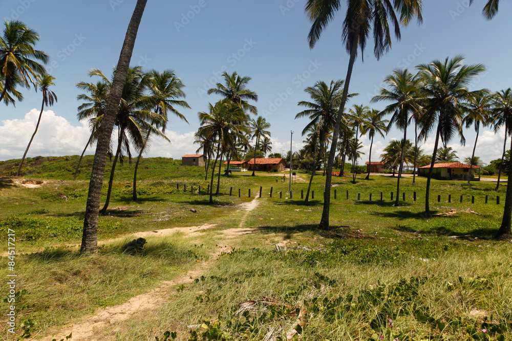 spiaggia tropicale con palmeto