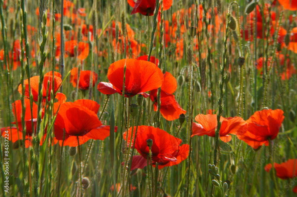 Fototapeta premium corn poppy - Papaver rhoeas (152)