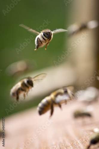 Bienen bei der Arbeit © Olaf Radcke