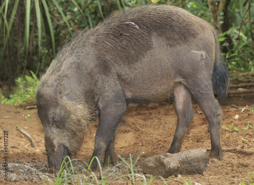 Bearded Pig - a species of wild boar from rain forests in Asia