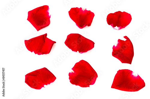 Petals of roses isolated on a white background