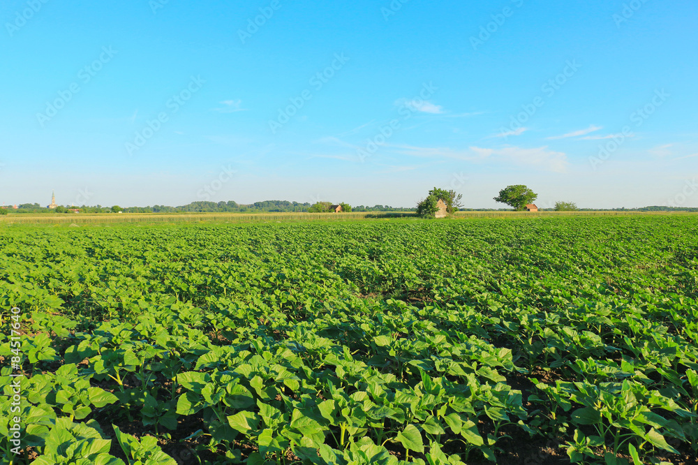 field of young green sunflower plants