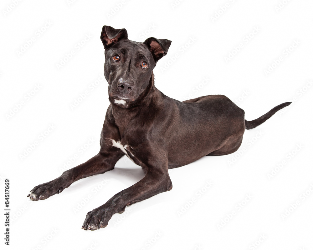 Obraz premium Beautiful Large Labrador Retriever Crossbreed Dog