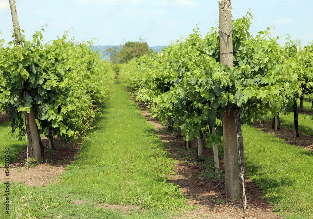 Fototapeta premium rows of vines in the Italian hills in summer