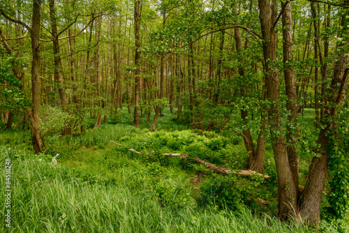 Feuchtwaldgebiet im Naturschutzgebiet 