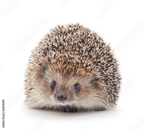 Prickly hedgehog.