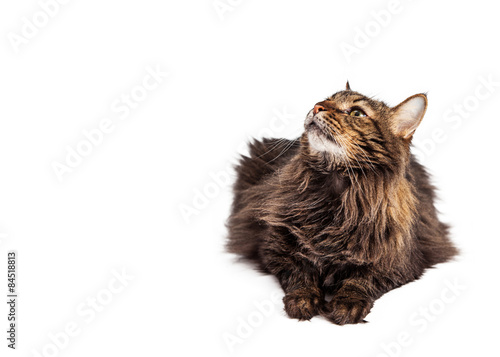 Fototapeta Naklejka Na Ścianę i Meble -  Cat Laying Looking Up With Copyspace