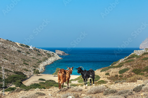 Cuadro en lienzo Domestic black and red goats are standing at dryland pasture