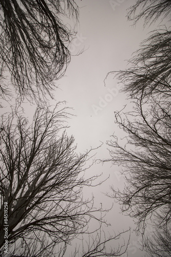 Upward view of bare naked trees with many branches.