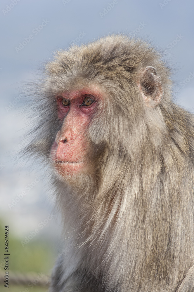 Japanese macaques at Iwatayama Monkey Park near Kyoto, Japan Japanese macaques at Iwatayama Monkey Park near Kyoto, Japan