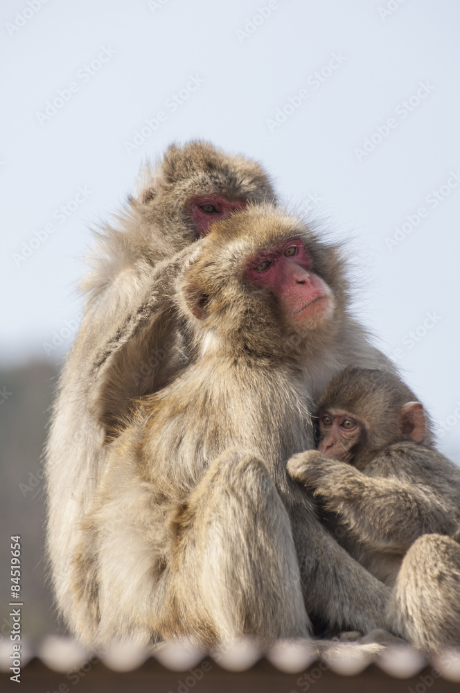 Japanese macaques at Iwatayama Monkey Park near Kyoto, Japan Japanese macaques at Iwatayama Monkey Park near Kyoto, Japan