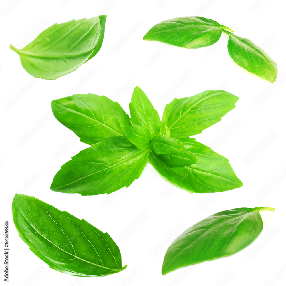 Fresh basil isolated on white Fresh basil isolated on white