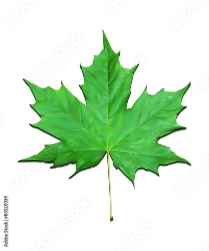 green maple leaf vector