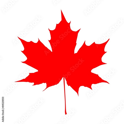 red maple leaf vector