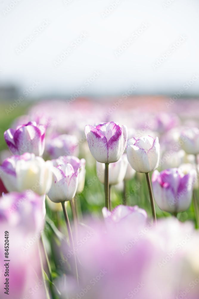 Fototapeta premium 春と満開のチューリップ