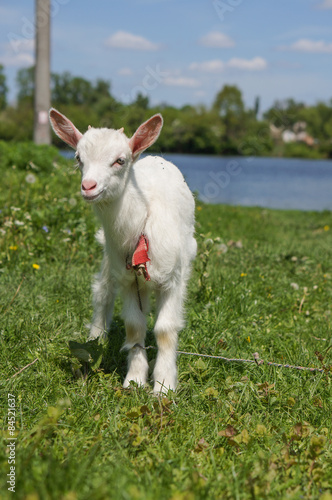 standing goat kid