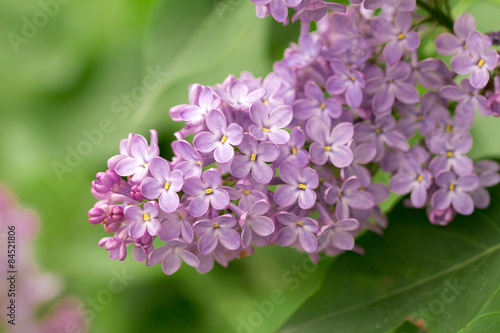 
lilac flowers on the white background