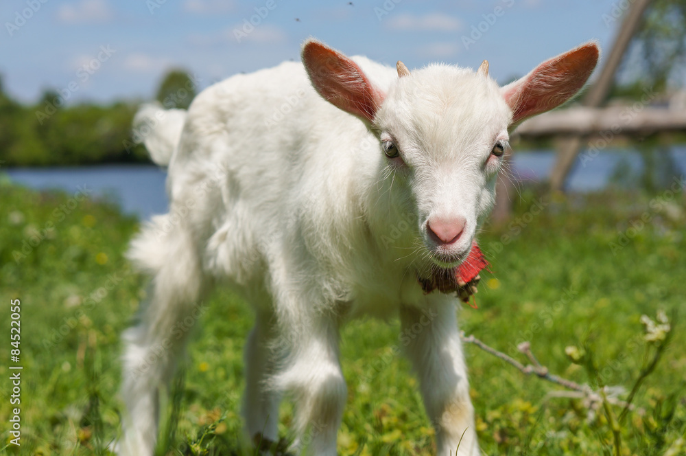 standing goat kid