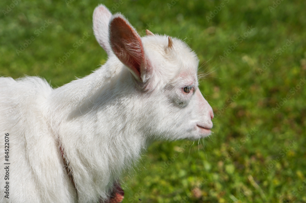 standing goat kid